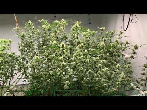 Medical Cannabis Garden Day 30 No Till 4th Cycle in Buildasoil under Spydrx Plus