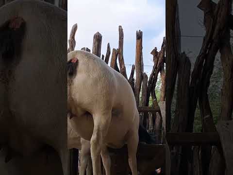 , title : 'VALE SEMANAL. #dorper #sheep #caatinga #nordeste #chuva'