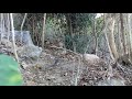 Pikat Burung Murai Batu Di Dalam Hutan