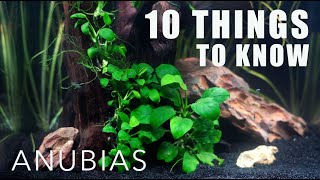Download lagu 10 Things Everyone Should Know About ANUBIAS! | I 💚 Anubias! mp3