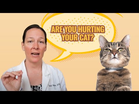 YouTube video about: Are flea collars safe for kittens?