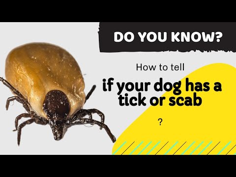 How to tell if your dog has a tick or scab? this is IMPORTANT information for dog owners