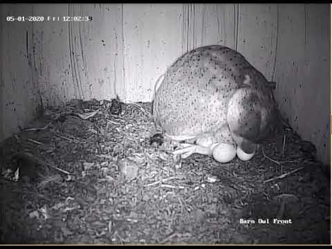 Betty feeding the first Barn Owl Chick 01052020