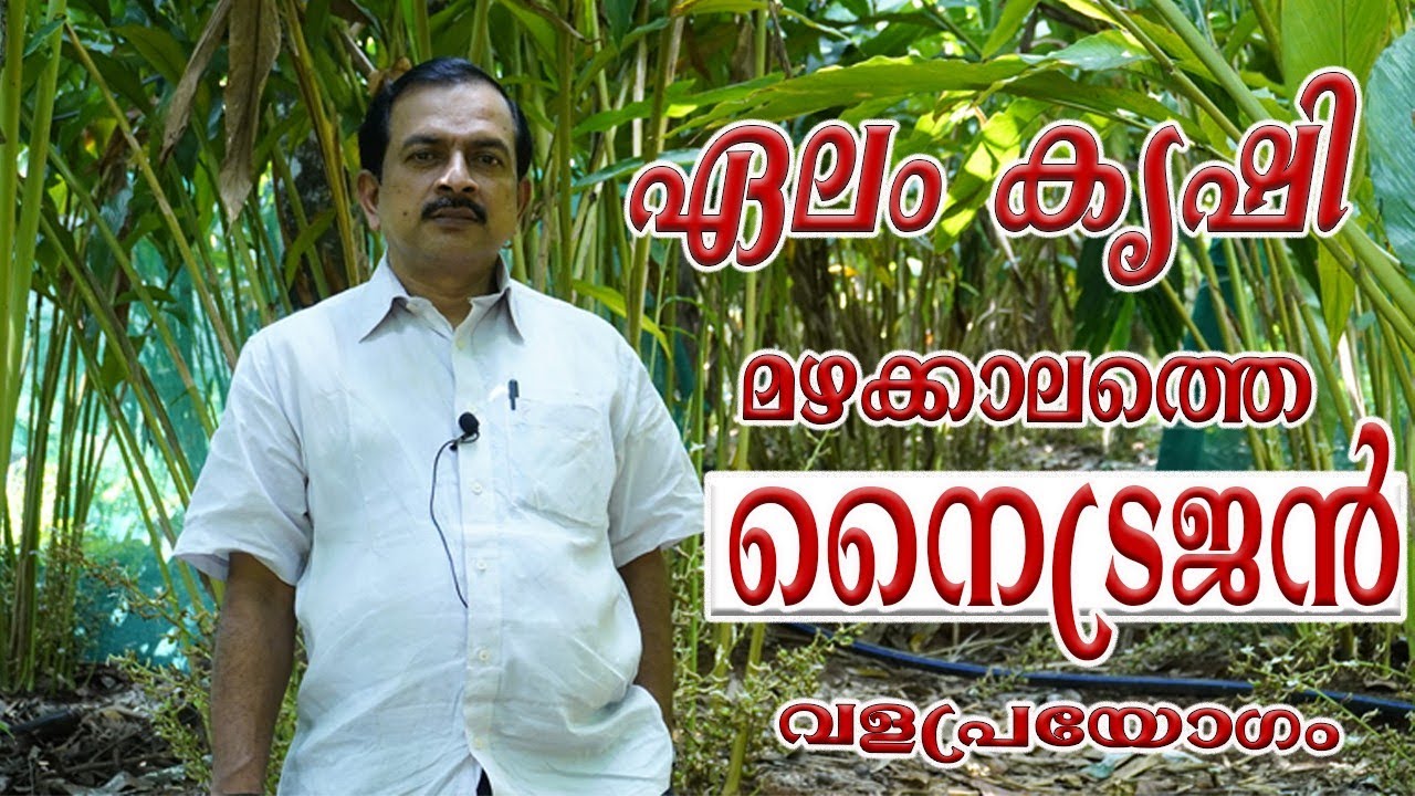 ഏലം കൃഷി | മഴക്കാലത്തെ നൈട്രജൻ വളപ്രയോഗം | Cardamom cultivation | Nitrogen fertilization during the rainy season