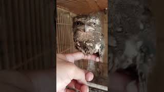 Download lagu This is the frogmouth bird #shorts mp3