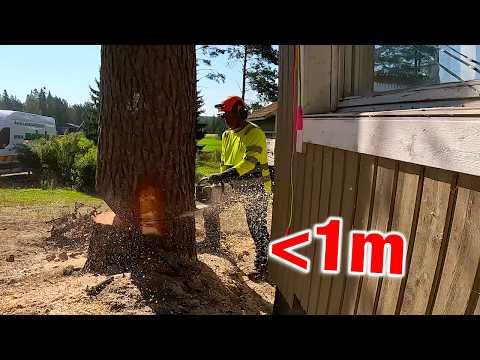 Perfect Drop #2   Huge Pine Less Than 1 Meter From the House…