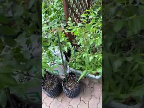 園芸 ナツメの木、明日の果樹