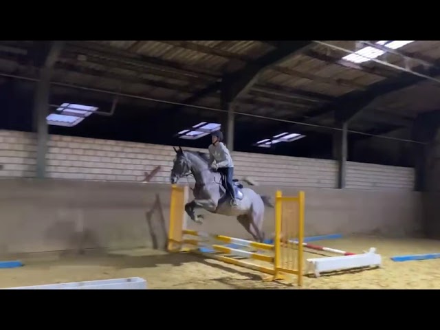 Umberto just broken.. 4th time under saddle 