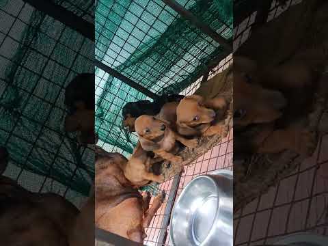 DACHSHUND PUPPIES FOR SALE#doglover #puppylove #dogsoftiktok #dachshund #dogs #puppy #puppies