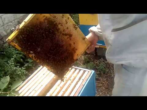 ОТКАЧИВАЮ ПОДСОЛНЕЧНЫЙ  МЕД и СНИМАЮ КОРПУСА С УЛЬЕВ после ГВ #Honey bee