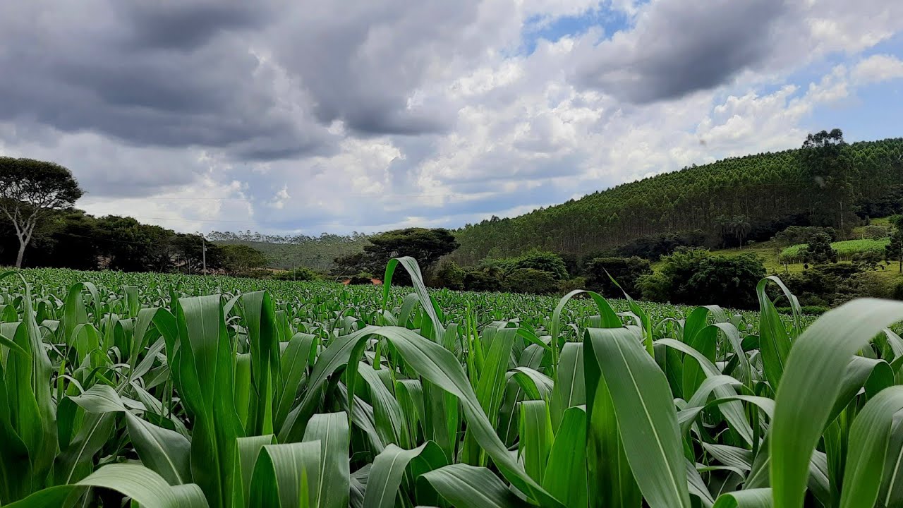 Vale a pena arrendar  terra para plantar 