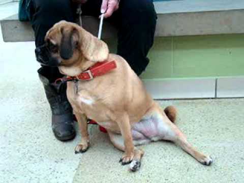 Coco-Available at the Humane Society of Missouri