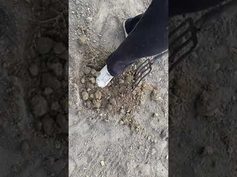 Eksperyment ogrodniczy  Wyzwanie : ziemia ,glina i obornik Jakie będą plony  w warzywniaku ?  Odc.1