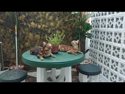 Lulu & Lutfi the Bengals