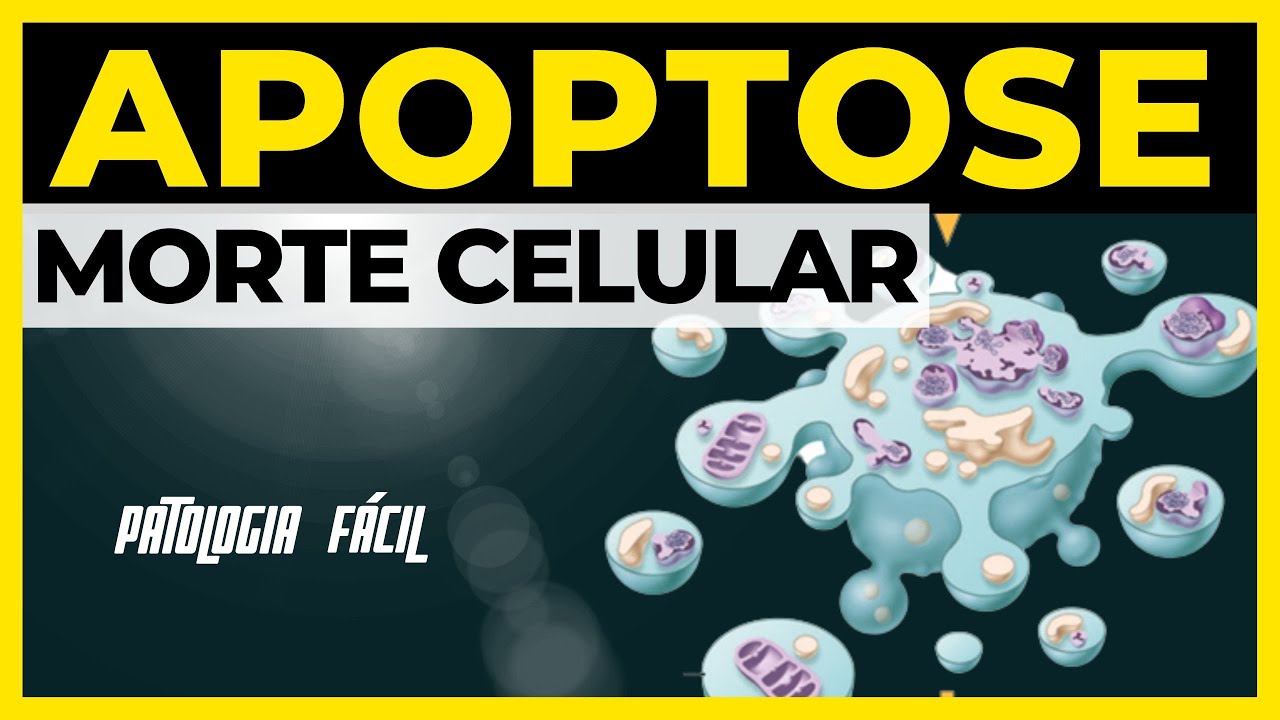 Apoptose: Morte Celular Programada [Atualizado 2023]