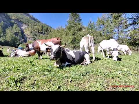 MUCCHE ALLA FIERA A PONTECHIANALE IL "RITORNO DALL' ALPE" IN VALLE VARAITA (CN) DOM. 12 - 9 - 2022.