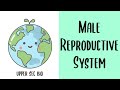 Upper Sec IP Bio Sexual Reproduction The Male Reproductive System