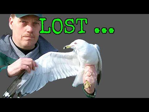 LOST and FOUND on BIRD TALK Show Ep28 [ Gull Project ] ORIGINAL METHODOLOGY