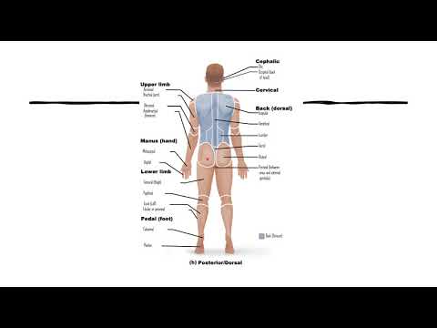 Medical terms (anatomical terms)| Regional terms