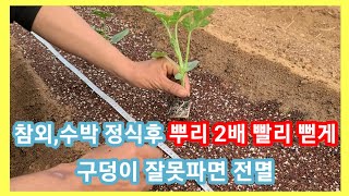 참외,수박심고 뿌리 2배 빨리뻗게 만들기 구덩이 잘못파면 전멸~수박,참외 심는시기 재배방법,키우기 솔림농원 …