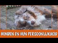 “Wat je honds slaappositie zegt over zijn persoonlijkheid ?”  | DierenpraatTV