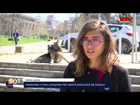 Vendosen 4 pika ushqyese për qentë endacakë në Ferizaj 13 04 2022