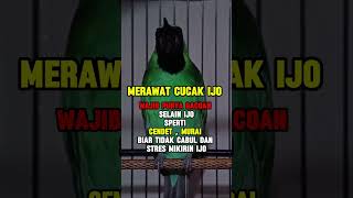 Download lagu cara merawat cucak ijo gacor mp3