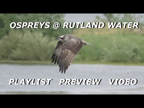 Ospreys @ Rutland  Playlist - Preview  Video