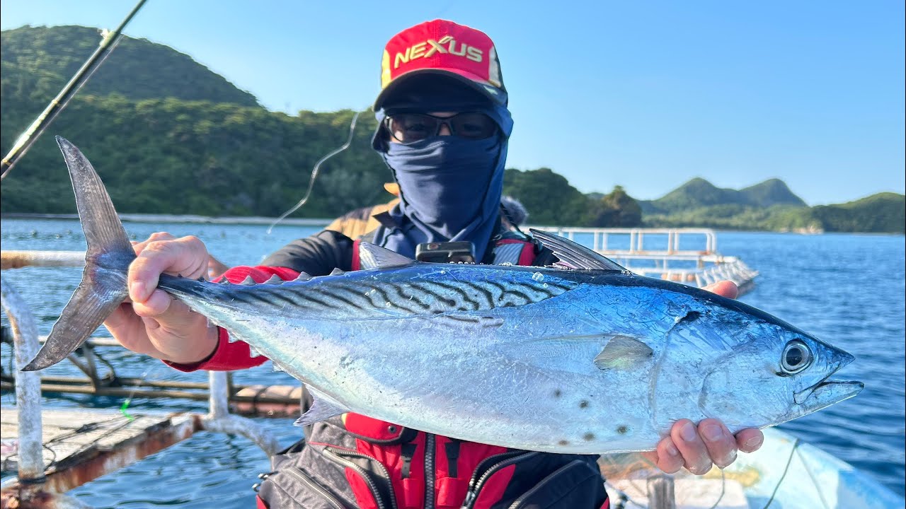 【ハイサイ探偵団コラボ】カツオが釣れたのでエサにします！ww
