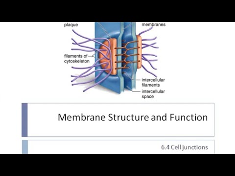 Cell  Junctions || Cell Biology