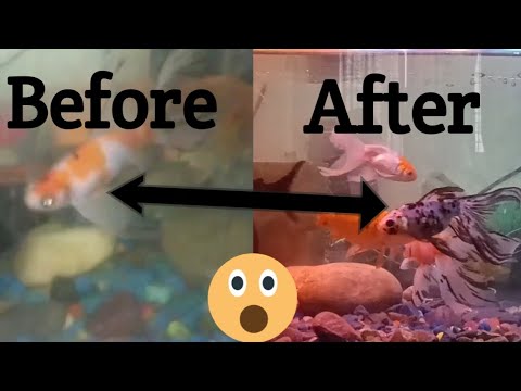 Yea kya ho gaya humaare aquarium mea🤫🫢🫢🫢🤔 | Dilpreet punjab vlogz