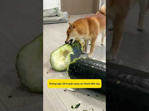 Nuôi chó, chịu khó #genz #thucung #husky #cutedog