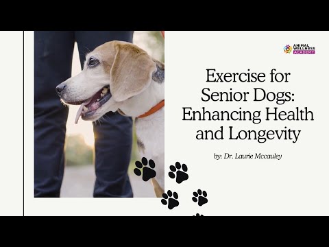 Exercise for Senior Dogs: Enhancing Health and Longevity