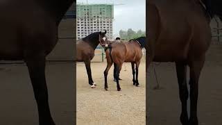 Download lagu Horse Mating For the First time #shorts mp3