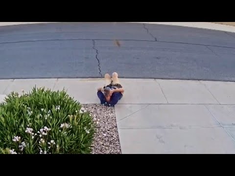 Man and His Dog Stung Over 50 Times by Bee Swarm