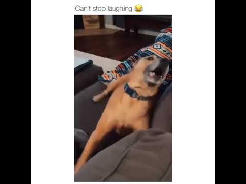 " I'm alive , I'm dead , I'm watch TV .. "😂