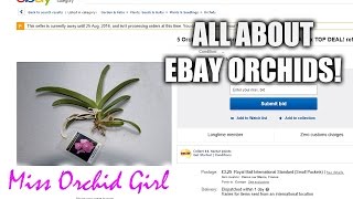 How to buy Orchids from ebay successfully