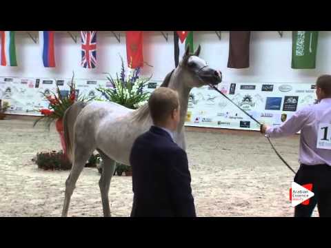 N 15 FLANTI   Prague Intercup 2015   Fillies 2 years old Class 2A