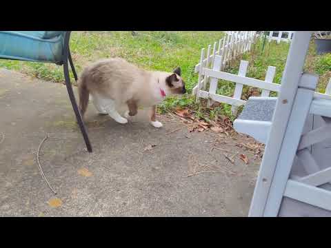 Skyler in the Great Outdoors #skyler #cat #catanddog #curiouscat #catoutdoor