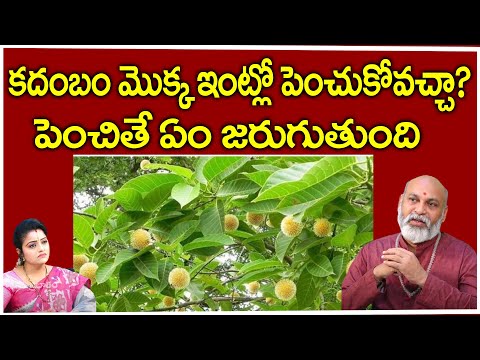 కదంబం మొక్క ఇంట్లో పెంచుకోవచ్చా? | Kadambam Flower Benefits | NanajiPatnaik Astrologer |Suprabhatam