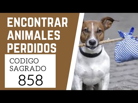 🙏 Código Sagrado para Encontrar Animales Perdidos 858  (mascotas extraviadas o robadas)🙏