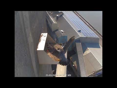 Peregrine Falcon Landing, Slow mo
