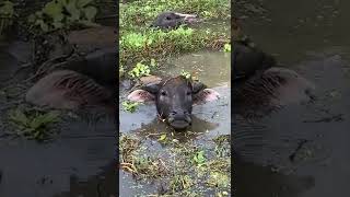 Download lagu #SHORT#KERBAU#MANDI# mp3