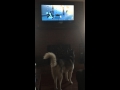 Sev The Husky She Loves TV