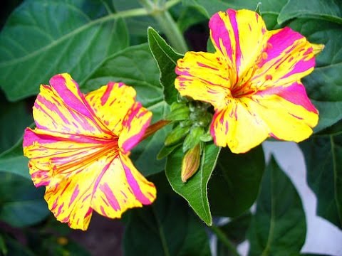 , title : 'Giardinaggio: semina pianta "Bella di notte - Mirabilis jalapa"'