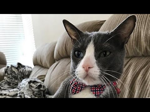 Meet Sargent, The Amazing Cat Who Has Cerebellar Hypoplasia, Radial Hypoplasia, And A Great Family!