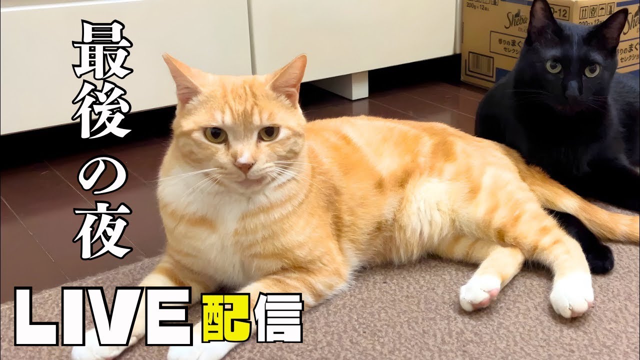 ちゃんた君送別会LIVE配信