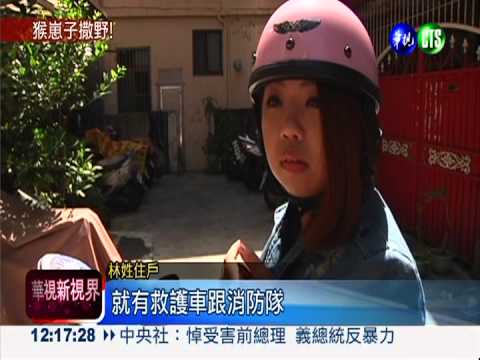 頑皮獼猴觸電摔 害20多戶摸黑