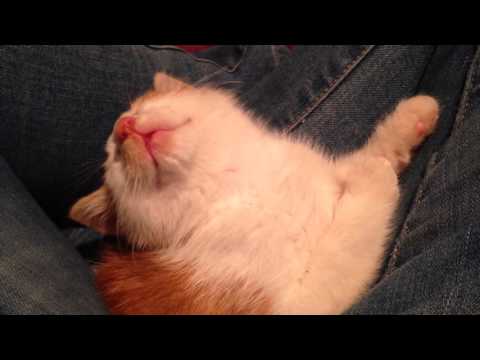 Adorable cute kitten nods off to sleep