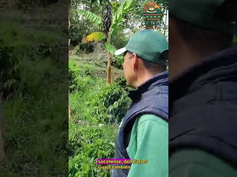 El cultivo de café en socotá #campo #boyaca #agronomia